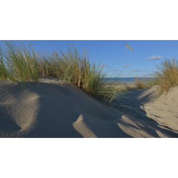Burgh Haamstede duinen zee en strand Fotowand  fotobehang wanddecoratie muurposter natuurfoto natuurfotowand gerard veerling  Burgh Haamstede duinen zee en strand Fotowand  fotobehang wanddecoratie muurposter natuurfoto natuurfotowand gerard veerling