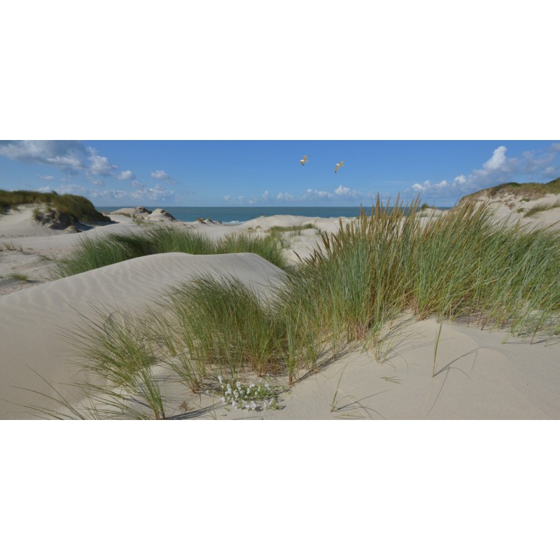 Burgh Haamstede zee duinen en strand Fotowand wanddecoratie fotobehang muurposter natuurfoto natuurfotowand gerard veerling