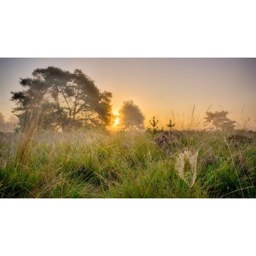 Fotowand heideveld zonsopkomst in de mist fotowandenshop.nl