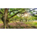 Fotowand oerbos zonsopkomst wanddecoratie fotobehang muurposter natuurfoto natuurfotowand gerard veerling fotowandenshop.nl