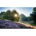 Fotobehang zonsopgang heide Veluwezoom  Fotowand wanddecoratie muurposter natuurfoto natuurfotowand gerard veerling 