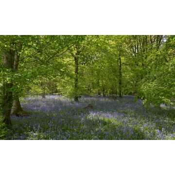 bos met blauwe Lelies  Fotowand wanddecoratie fotobehang muurposter natuurfoto natuurfotowand gerard veerling fotowandenshop.nl bos met blauwe Lelies  Fotowand wanddecoratie fotobehang muurposter natuurfoto natuurfotowand gerard veerling fotowandenshop.nl