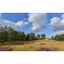 fotobehang fotowand  wanddecoratie  muurposter bossen en heide met wolkenlucht foto gerard veerling fotowandenshop.nl