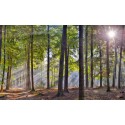beukenbos herfst zonnestralen  Fotowand wanddecoratie fotobehang muurposter natuurfoto natuurfotowand gerard veerling 