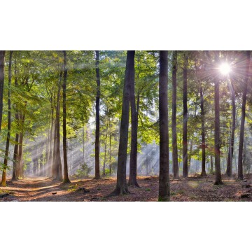 beukenbos herfst zonnestralen  Fotowand wanddecoratie fotobehang muurposter natuurfoto natuurfotowand gerard veerling  beukenbos herfst zonnestralen  Fotowand wanddecoratie fotobehang muurposter natuurfoto natuurfotowand gerard veerling