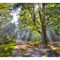 fotobehang bankje onder Beukenboom  Fotowand wanddecoratie muurposter natuurfoto natuurfotowand gerard veerling fotow