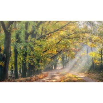 Boslaantje herfst  Fotowand wanddecoratie fotobehang muurposter natuurfoto natuurfotowand gerard veerling fotowandenshop.nl Boslaantje herfst  Fotowand wanddecoratie fotobehang muurposter natuurfoto natuurfotowand gerard veerling fotowandenshop.nl
