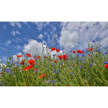Fotowand bermbloemen met klaprozen fotowandenshop.nl Fotowand bermbloemen met klaprozen fotowandenshop.nl