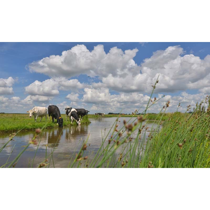 koeien langs het water Fotowand wanddecoratie fotobehang muurposter natuurfoto natuurfotowand gerard veerling fotowandenshop.nl