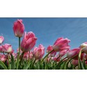 Roze tulpen tegen blauwe lucht fotowand fotobehang natuurfotowand gerard veerling fotowandenshop.nl