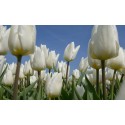 witte tulpen fotowand fotobehang natuurfotowand gerard veerling fotowandenshop.nl