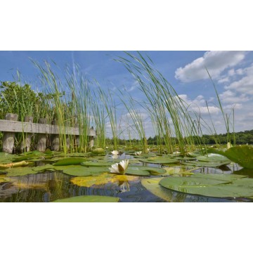 Bloeiende waterlelies   Fotowand wanddecoratie fotobehang muurposter natuurfoto natuurfotowand gerard veerling fotowandenshop.nl Bloeiende waterlelies   Fotowand wanddecoratie fotobehang muurposter natuurfoto natuurfotowand gerard veerling fotowandenshop.nl