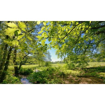 Fotowand Quadenoordse beek met uitzicht op de weilanden Fotowand Quadenoordse beek met uitzicht op de weilanden