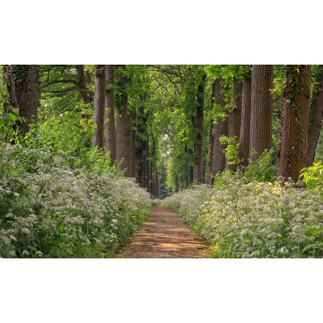 romantisch bloemenlaantje fotowand fotobehang natuurfotowand gerard veerling fotowandenshop.nl romantisch bloemenlaantje fotowand fotobehang natuurfotowand gerard veerling fotowandenshop.nl