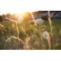 schermbloemen tegen de warme avondzon. hollands fotobehang fotowand natuurfotowand gerard veerling fotowandenshop.nl