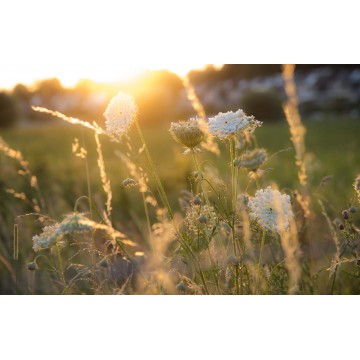 schermbloemen tegen de warme avondzon. hollands fotobehang fotowand natuurfotowand gerard veerling fotowandenshop.nl schermbloemen tegen de warme avondzon. hollands fotobehang fotowand natuurfotowand gerard veerling fotowandenshop.nl