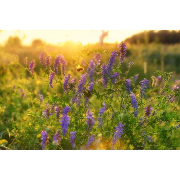 Paarse Vogelwikke tegen de avondzon. hollands fotobehang fotowand natuurfotowand gerard veerling fotowandenshop.nl Paarse Vogelwikke tegen de avondzon. hollands fotobehang fotowand natuurfotowand gerard veerling fotowandenshop.nl