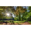 park Warnborn Arnhem eerste zonnestralen  Fotowand wanddecoratie fotobehang muurposter natuurfoto natuurfotowand gerard veerling