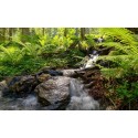  Bosbeekje met waterval in varenbos Fotowand wanddecoratie fotobehang muurposter natuurfoto natuurfotowand gerard veerling 