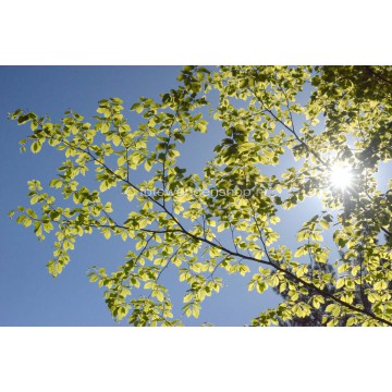 Fotoplafond van zonlicht door Beukenbladeren. fotowandenshop.nl Fotoplafond van zonlicht door Beukenbladeren. fotowandenshop.nl