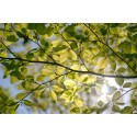 Voorjaarbladeren tegen blauwe lucht Fotowand wanddecoratie fotobehang muurposter natuurfoto natuurfotowand gerard veerling 