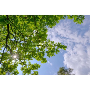 Wolkenplafond van zonlicht door Eikenbladeren. fotowandenshop.nl Wolkenplafond van zonlicht door Eikenbladeren. fotowandenshop.nl