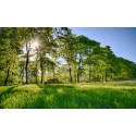 zonsopgang over korenveld langs bosrand. Fotowand wanddecoratie fotobehang muurposter natuurfoto natuurfotowand gerard veerling 