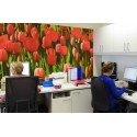 Fotowand rode tulpen op kantoor 