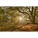 sprookjesachtig Eikenbos op een mistige herfstochtend. Fotowand wanddecoratie fotobehang muurposter natuurfoto natuurfotowand