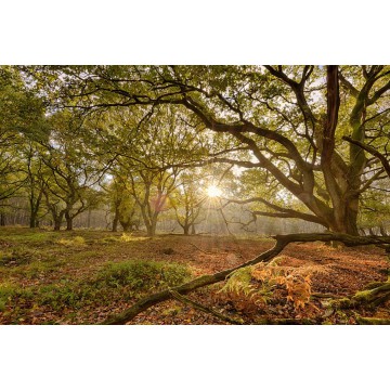 sprookjesachtig Eikenbos op een mistige herfstochtend. Fotowand wanddecoratie fotobehang muurposter natuurfoto natuurfotowand