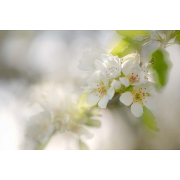 Fotowand Bloesemtakken  Fotowand Bloesemtakken