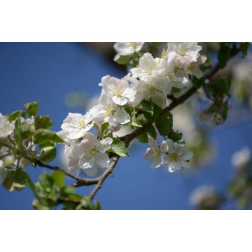 Fotowand Bloesemtakken Fotowand Bloesemtakken