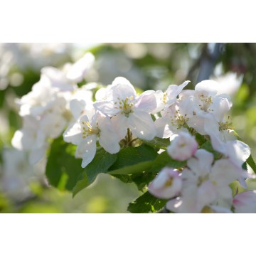 Fotowand Bloesemtakken Fotowand Bloesemtakken