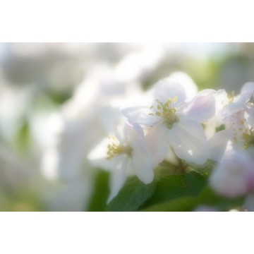 Fotowand Bloesemtakken softfocus Fotowand Bloesemtakken softfocus