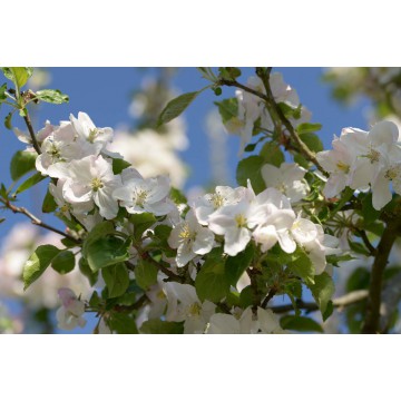 Fotowand Bloesemtakken Fotowand Bloesemtakken