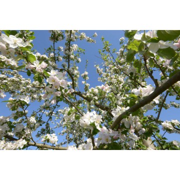 Fotowand Bloesemtakken Fotowand Bloesemtakken