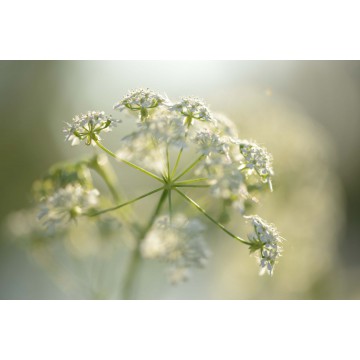 Fotowand bloeiend Fluitekruid Fotowand bloeiend Fluitekruid