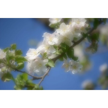 Dromerig fotobehang bloesem Dromerig fotobehang bloesem