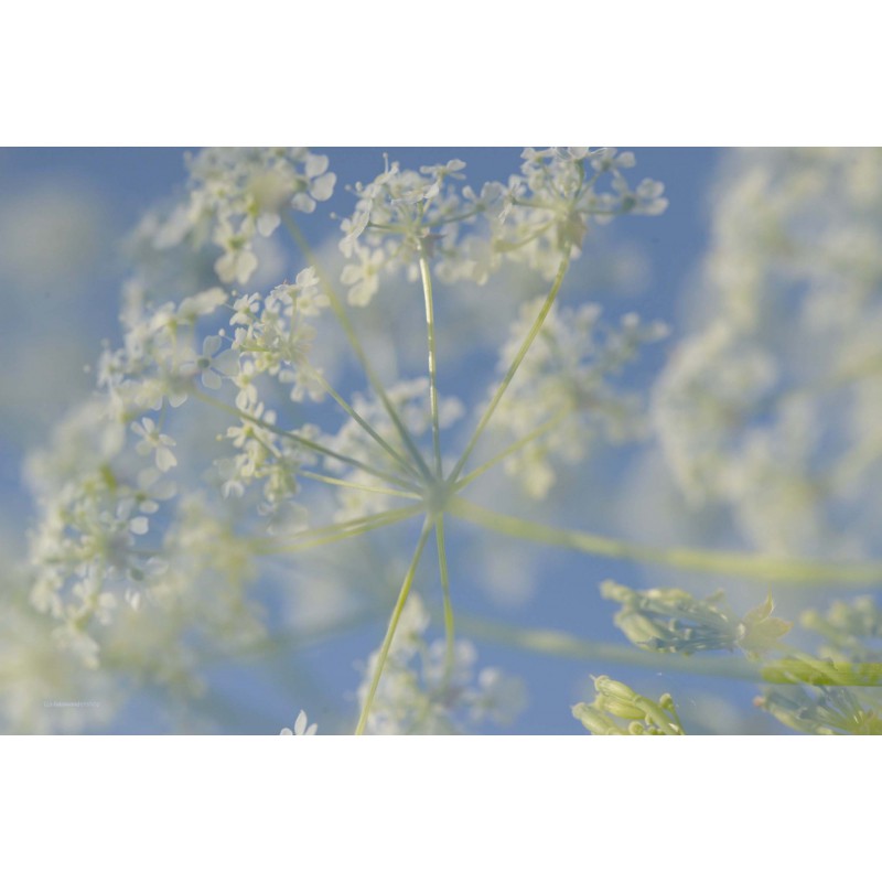 Fotowand Bloesemtakken