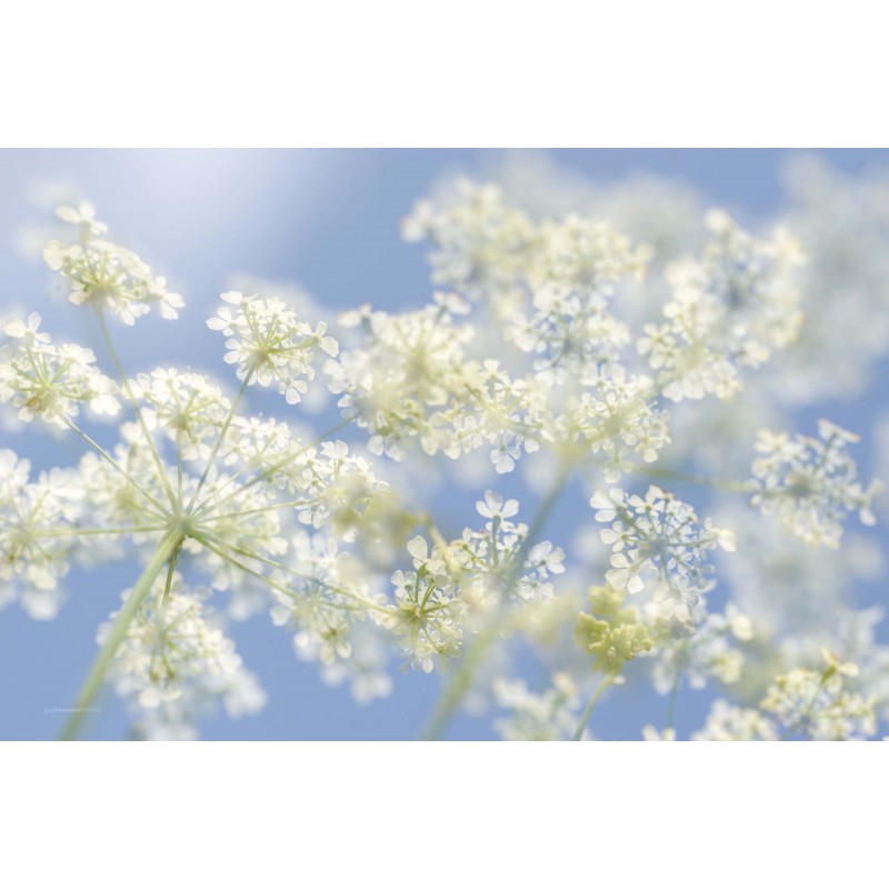 Fotowand Fluitekruid