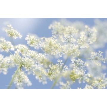 Fotowand Fluitekruid Fotowand Fluitekruid