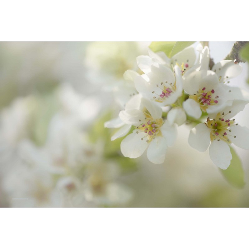 Fotowand Bloesemtakken