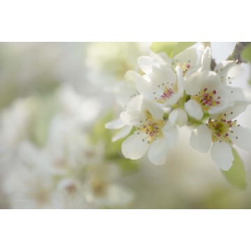 Fotowand Bloesemtakken Fotowand Bloesemtakken