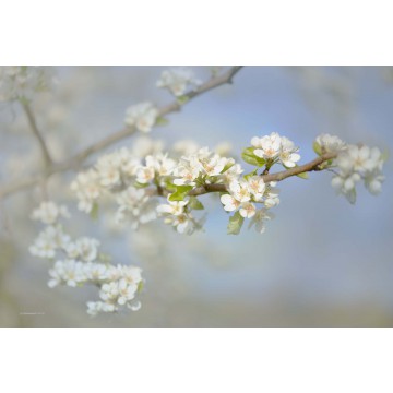 Fotowand Bloesemtakken Fotowand Bloesemtakken