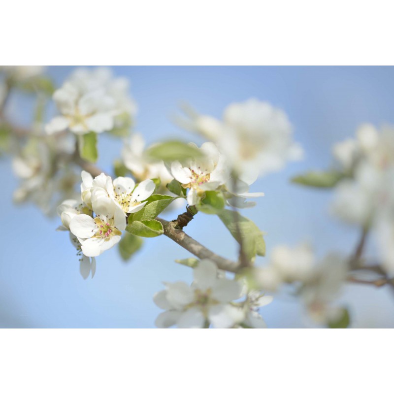 Fotowand Bloesemtakken
