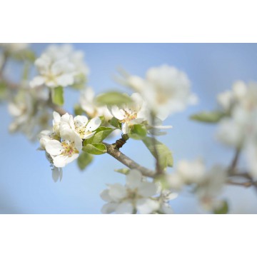 Fotowand Bloesemtakken Fotowand Bloesemtakken