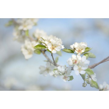 Fotowand Bloesemtakken Fotowand Bloesemtakken