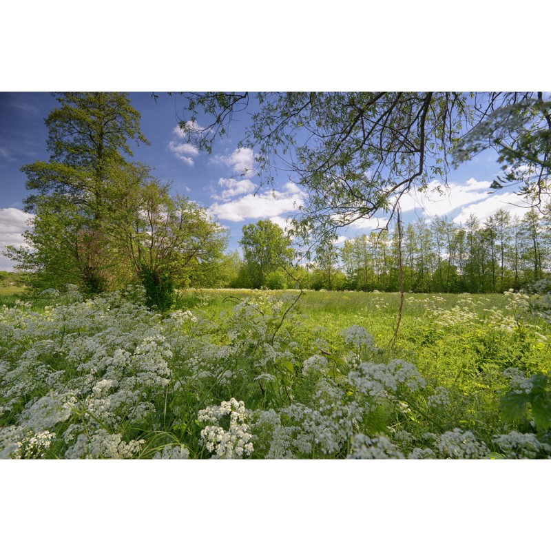 fotowand of fotobehang van bloeiend fluitekruid  in de weilanden van Bennekom en Wageningen