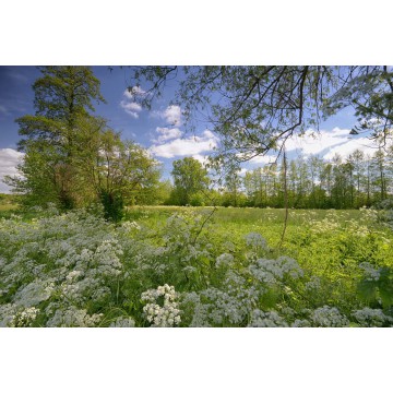fotowand of fotobehang van bloeiend fluitekruid  in de weilanden van Bennekom en Wageningen fotowand of fotobehang van bloeiend fluitekruid  in de weilanden van Bennekom en Wageningen