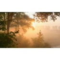 Herfstochtend gouden licht zonsopgang in de mist Fotowand wanddecoratie fotobehang muurposter natuurfoto natuur veluwe bos  